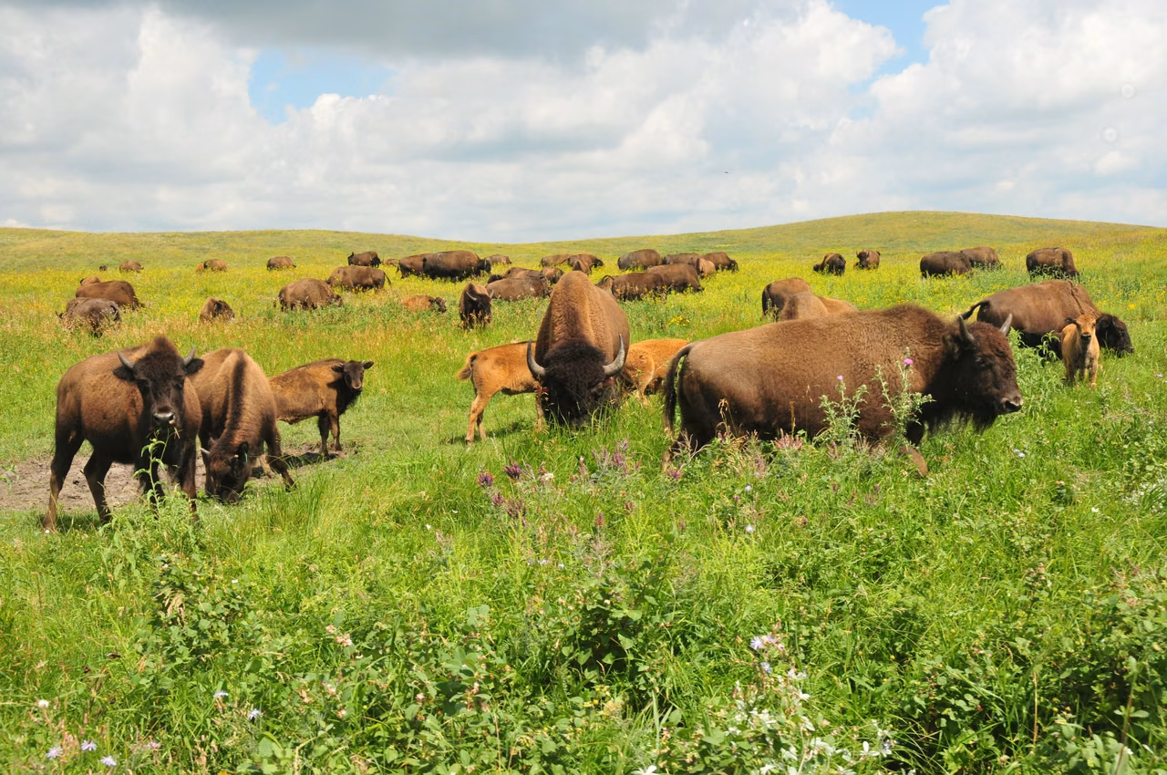 Ordway Prairie · Bison and open grassland
