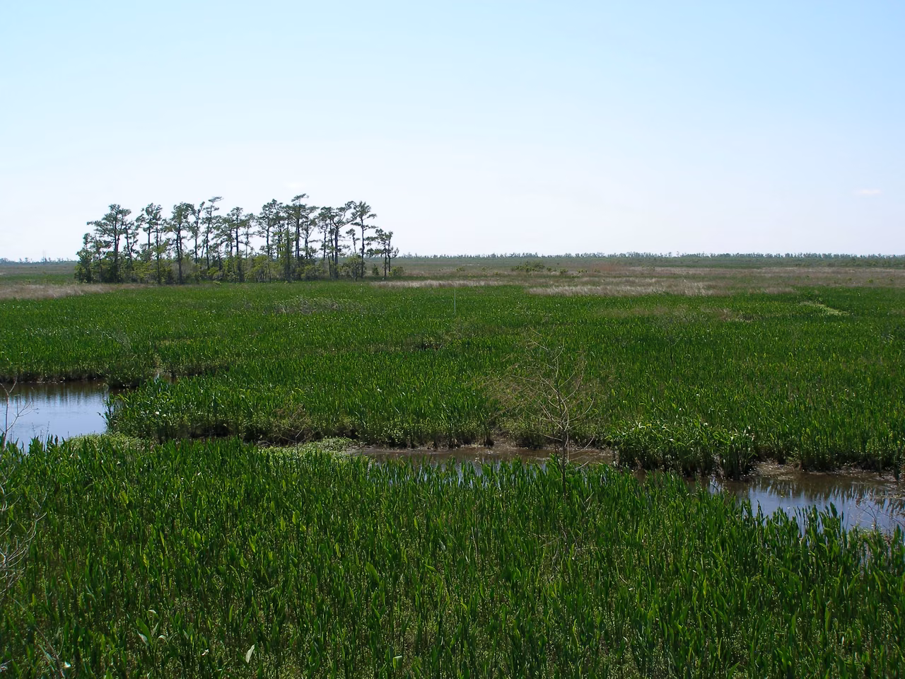 Barataria Preserve · Southern Louisiana wetlands