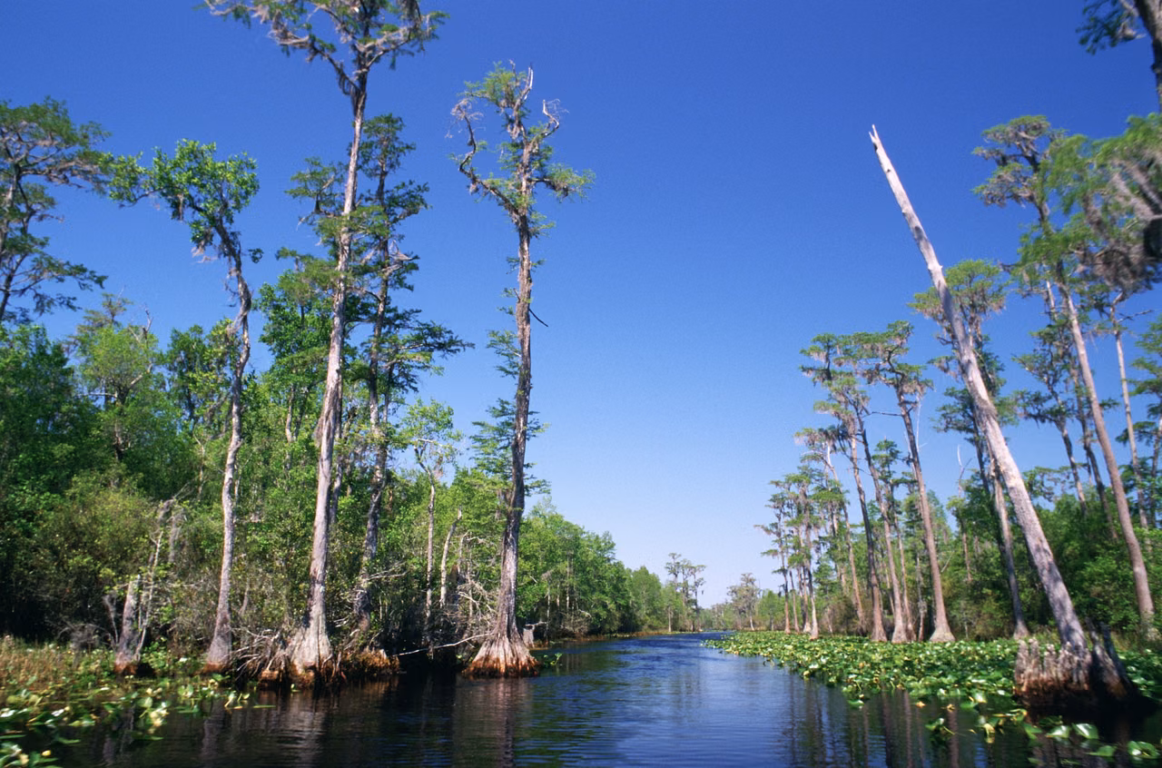Okefenokee Swamp · Bald cypress and open water