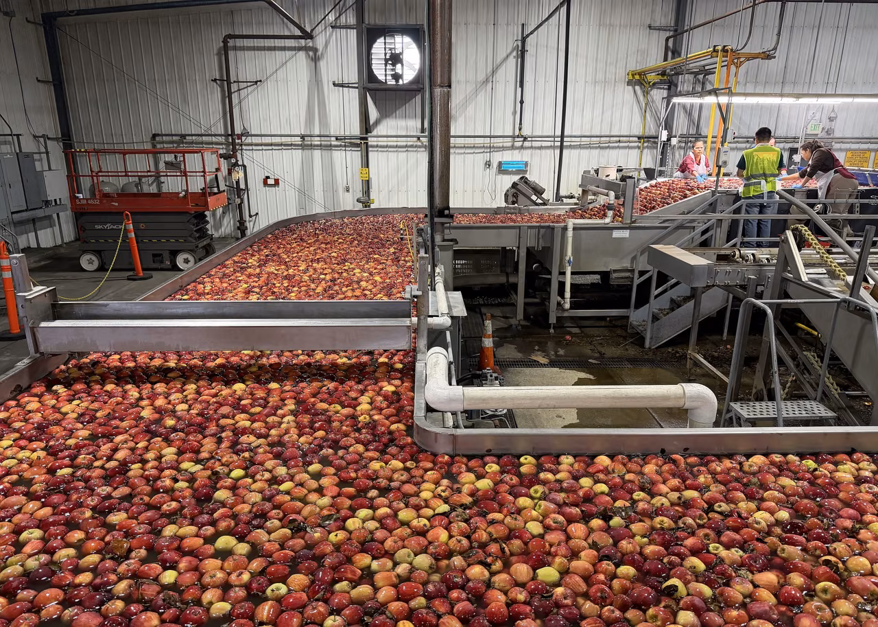 Apple packing facility in Wapato, Washington · Fruit moving through water channels