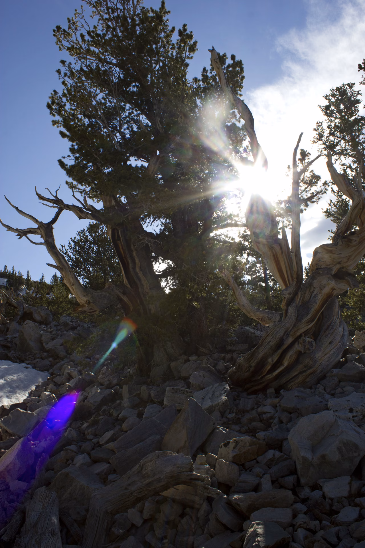 Great Basin National Park · Sunlight through ancient alpine pines