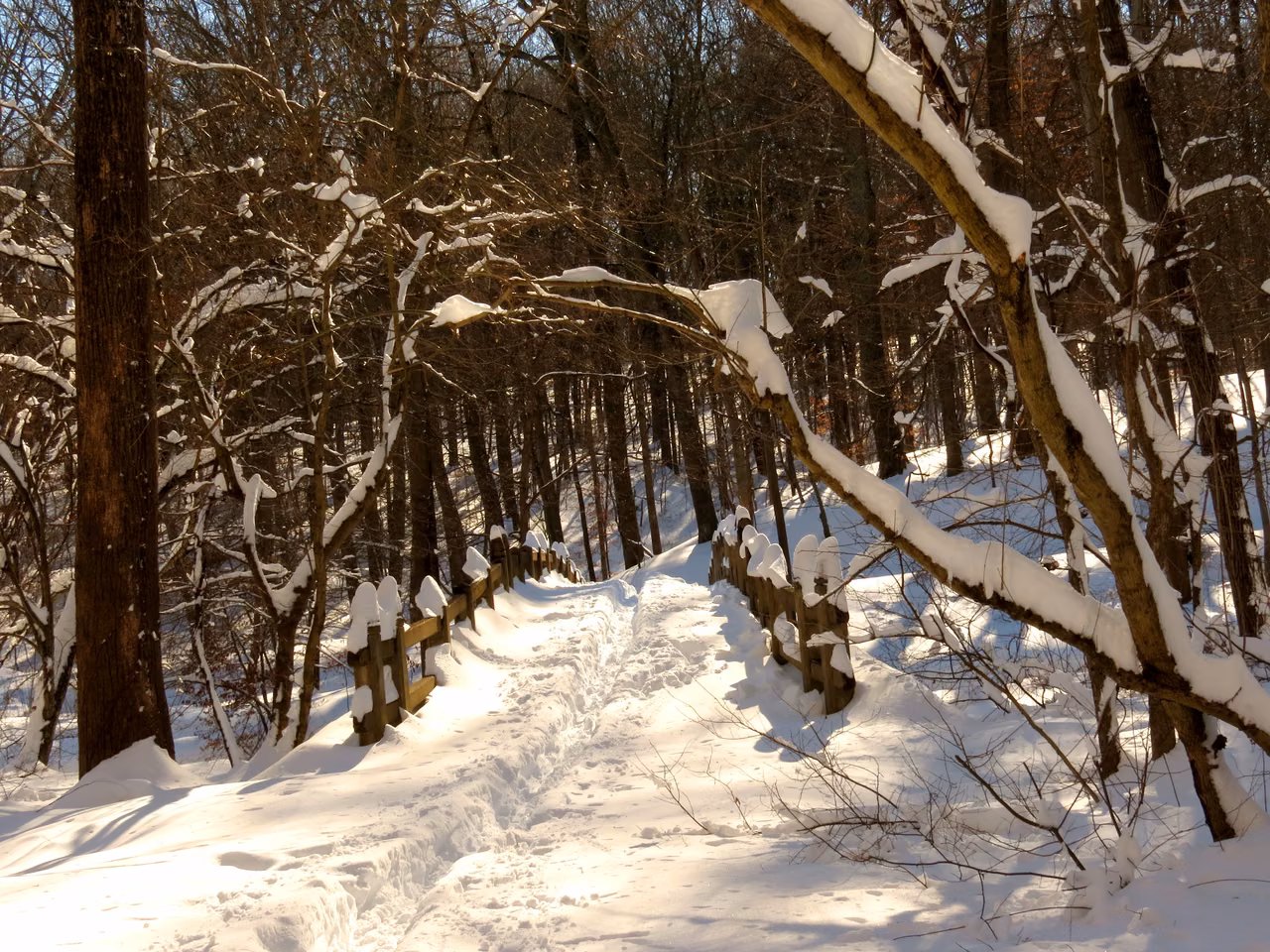 Rock Creek Park · A winter woodland path and bridge