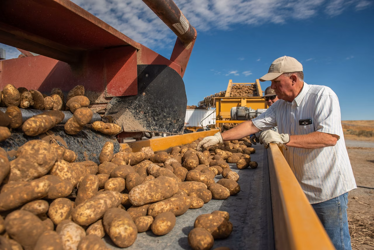 Declo · Potato harvesting and sorting, 2018