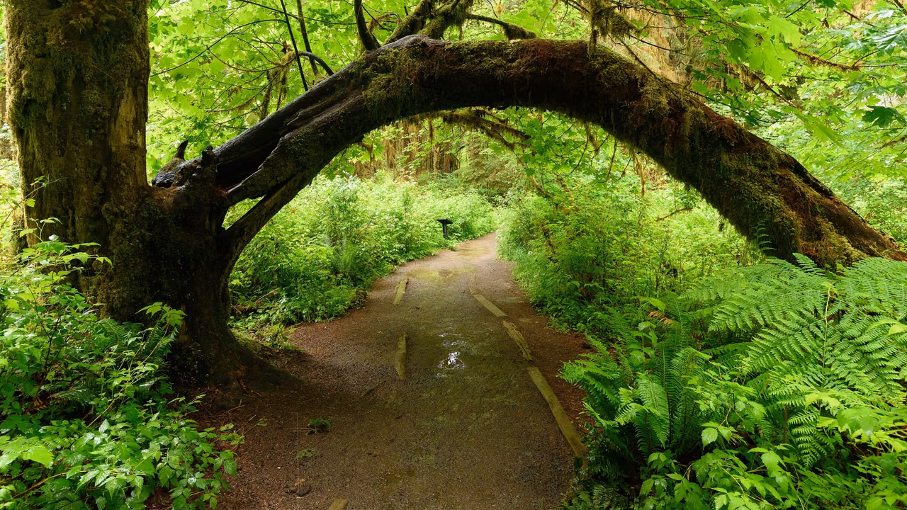 Hoh Rain Forest · Moss-covered branches in a temperate forest