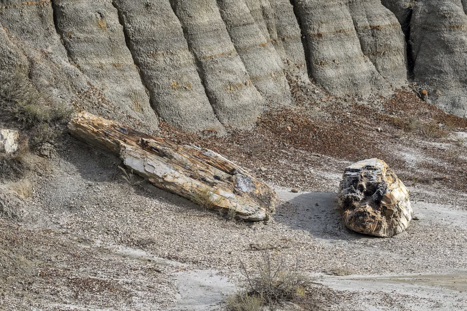 Theodore Roosevelt National Park · Petrified wood beneath layered cliffs