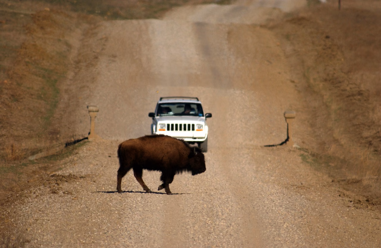 Tallgrass Prairie Preserve · Bison on the road