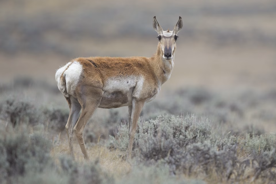 Wyoming: Female Pronghorns on the Prairies