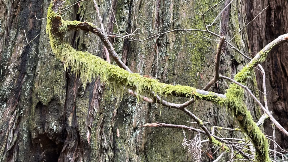 Muir Woods · Morning light and forest trails