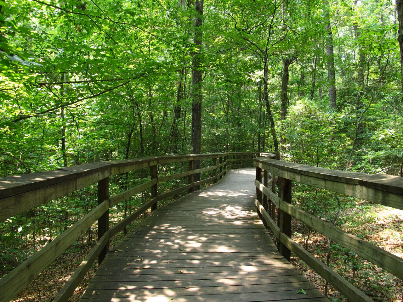 Congaree National Park · Trail through the woods